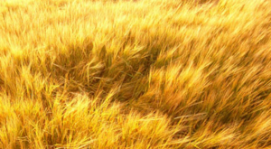 Funding for agriculture and commodity trading